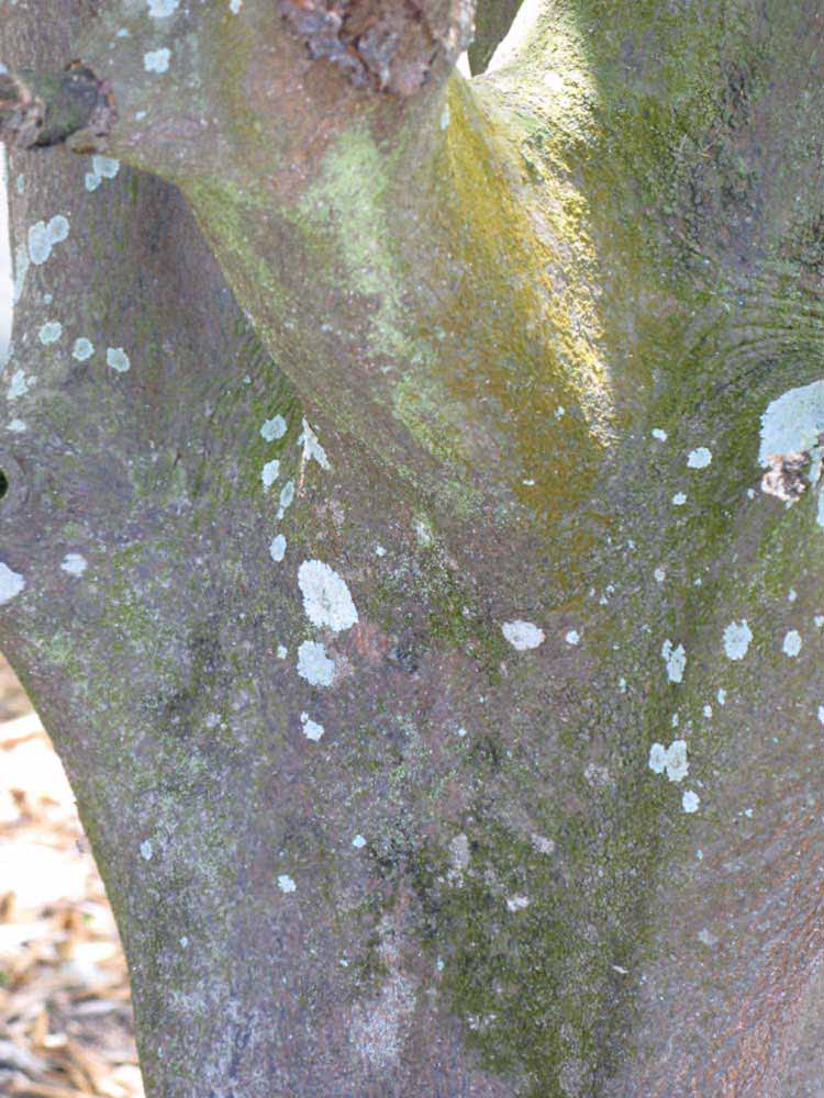            Bark (Winter Haven, FL)   